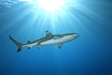 Fototapeta na wymiar Shark Reef Blacktip