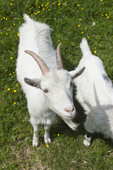 Obraz premium White Goat