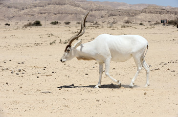 Screwhorn antelope