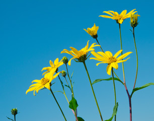 Yellow flowers against blue sky