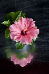 Beautiful pink hibiscus flower over black © Margaryta Vakhterova