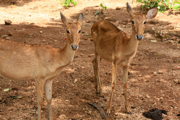 Two Deers rest under the tree