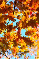 Autumn leaves.