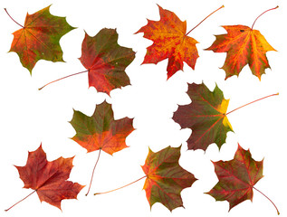 Set of Autumn leaves, isolated.