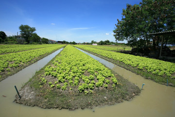 Lettuce Agriculture on Ditch Farm