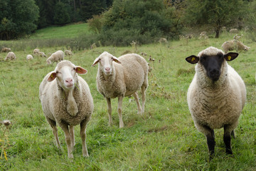 Hausschaf, Sheep, Ovis orientalis aries