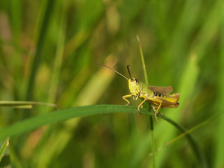 Green Grasshopper