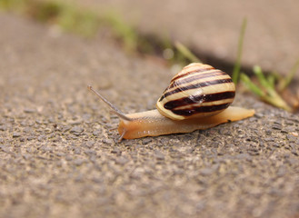Schnecke