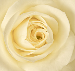 Close up image of single cream rose