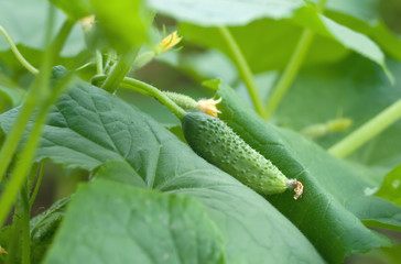 Cucumber