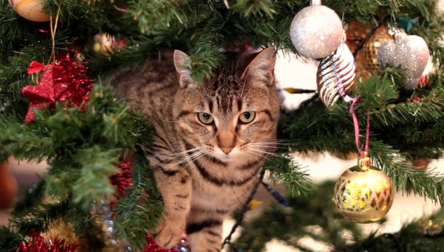cach&eacute; dans le sapin de No&euml;l