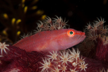 Grundel auf Weichkoralle (Pleurosicya boldinghi)