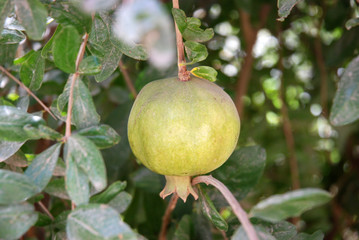melograno