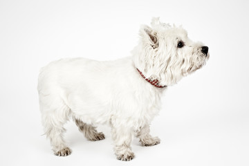 white Terrier