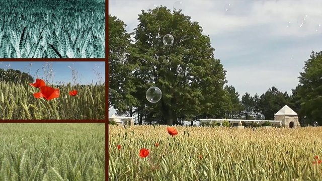 Bl&eacute;s et coquelicots