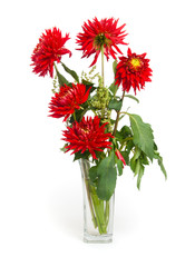 red dahlias