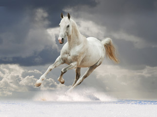 Fototapeta na wymiar Akhal-teke Koń uruchomiony w śniegu