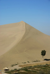 Fototapeta na wymiar Tree and sand dune.dunhuang of china