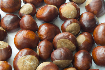chestnut