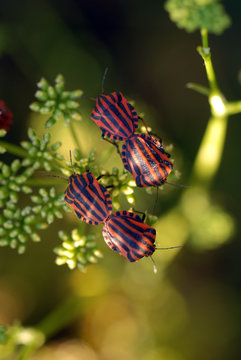 punaises