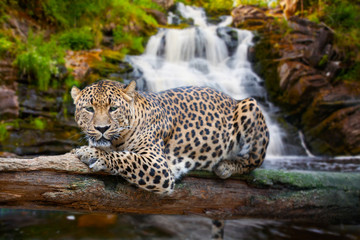 Fototapeta na wymiar jaguar ma odpoczynku przed upadkiem