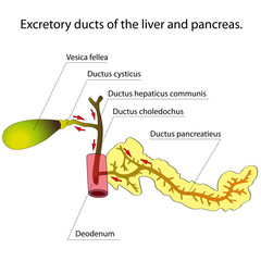 Ducts of the liver and pancreas