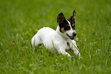 Jack-Russel rennt