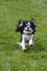 Schwarz-weisser Hund bei einem Hunderennen