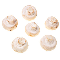 Fresh, tasty mushrooms isolated over white background.