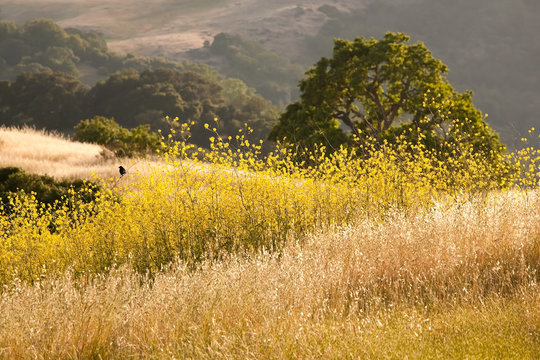 Black bird in field of mustard flowers in California in summer