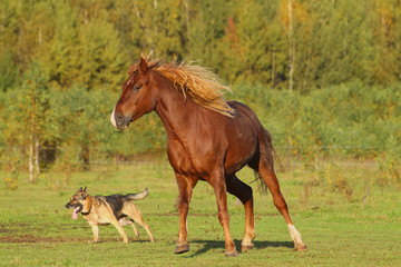Obraz na płótnie Canvas koń i pies