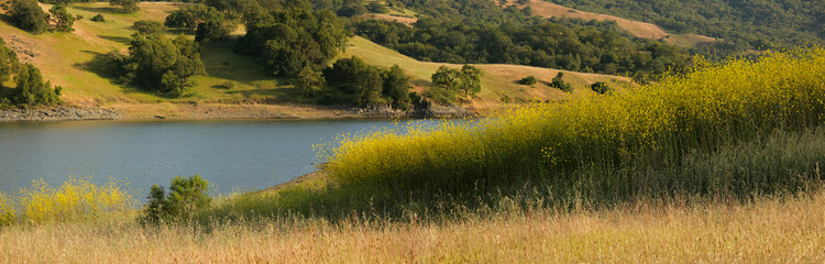 Panorama of mustard field and oak grassland in California