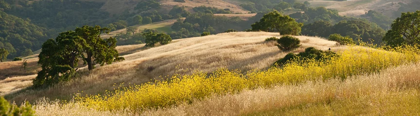 Crédence de cuisine en verre imprimé Campagne Panorama des collines dorées de la Californie et du champ de moutarde