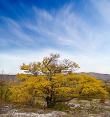 autumn yellow tree