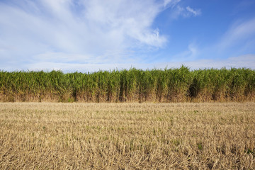 elephant grass and stubble