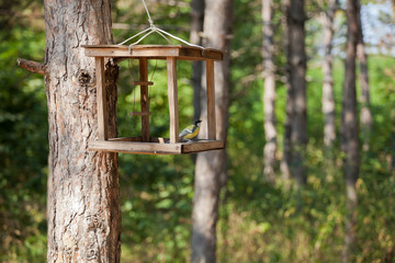 Birdhouse with titmouse in City Park