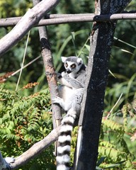 lemur