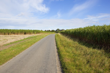 Fototapeta na wymiar elephant grass road