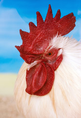 Side View of a Rooster with a Bright Red Comb - obrazy, fototapety, plakaty