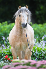 Palomino Welsh pony portrait in flowers