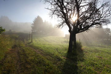 Fototapeta na wymiar Sun rays in meadow with tree