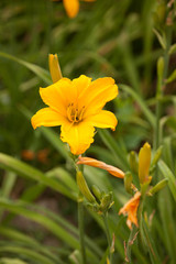 Single yellow flower