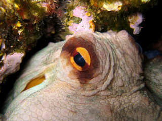 Close up view of Octopus eye, Octopus vulgaris, Mediterranean sea