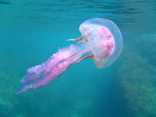 Mediterranean jellyfish near water surface, Pelagia Noctiluca - obrazy, fototapety, plakaty