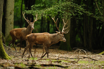 2 cerfs