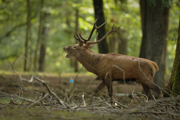 cerf 4