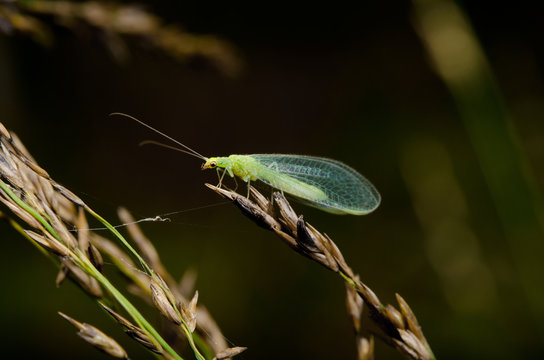 Florfliege, Sp&auml;tsommer