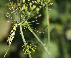 caterpillar in garden