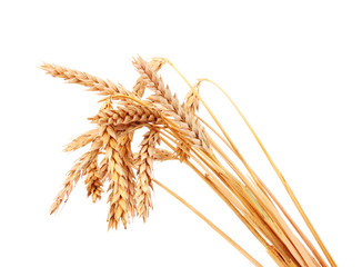 Wheat isolated on white