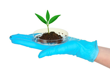 plant and hand in laboratory isolated on white